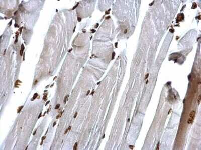 Immunohistochemistry-Paraffin: Histone H4 [Trimethyl Lys20] Antibody [NBP2-42862]